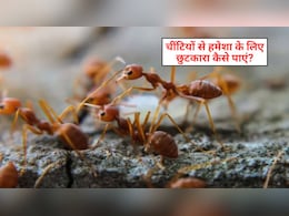 घर में बहुत ज्यादा चीटियां हो तो क्या करें? अपना लें ये 4 घरेलू तरीके, नहीं दिखेगी एक भी चींटी