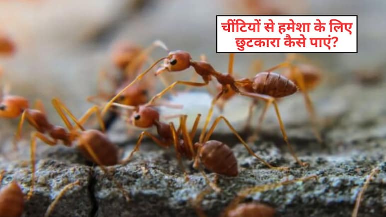 घर में बहुत ज्यादा चीटियां हो तो क्या करें? अपना लें ये 4 घरेलू तरीके, नहीं दिखेगी एक भी चींटी
