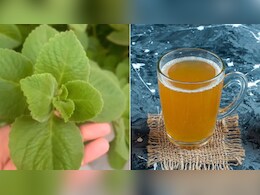 अजवाइन की चाय कब पीनी चाहिए? डाइटिशियन ने बताया अजवाइन के पत्तों की चाय बनाकर पीने से क्या होता है