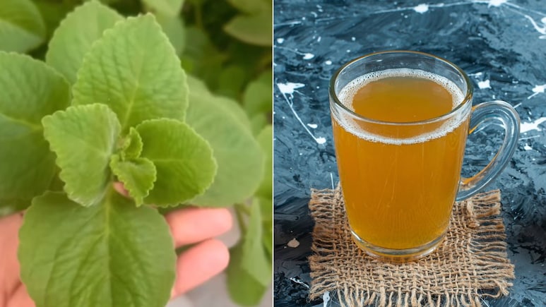 अजवाइन की चाय कब पीनी चाहिए? डाइटिशियन ने बताया अजवाइन के पत्तों की चाय बनाकर पीने से क्या होता है