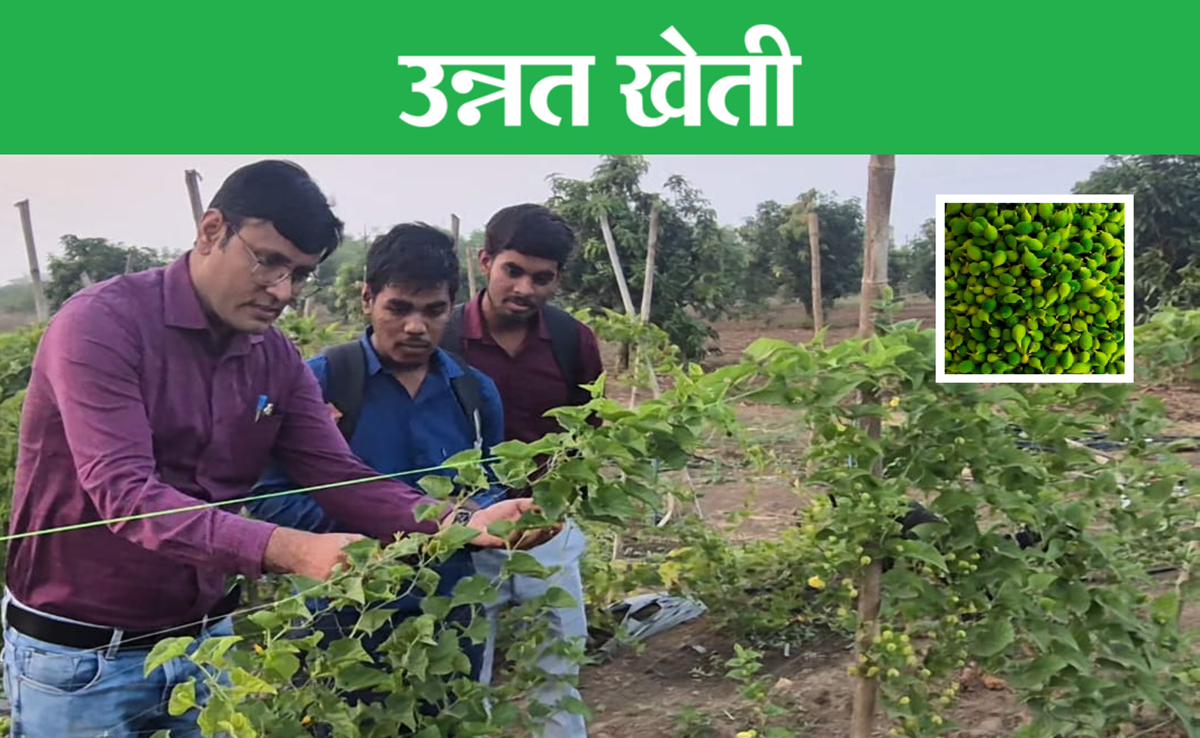 Kakoda ki Kheti: खेखसी की खेती को मिली नई पहचान; बलौदा बाजार के किसानों के लिए ये तकनीक बनी वरदान