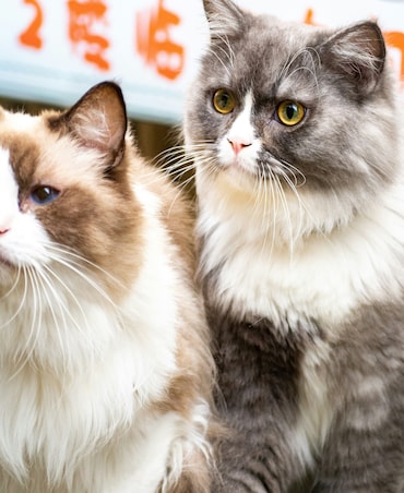 7 Human Food Items That Are Safe For Cats