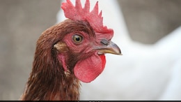 Bird Flu Outbreak In Darbhanga: Bihar On High Alert