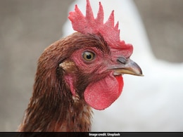 Bird Flu Outbreak In Darbhanga: Bihar On High Alert