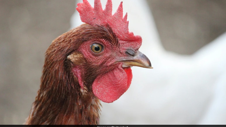 Bird Flu Outbreak In Darbhanga: Bihar On High Alert