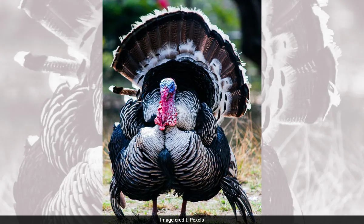 US Families 'Adopting' Turkeys Instead Of Eating Them On Thanksgiving