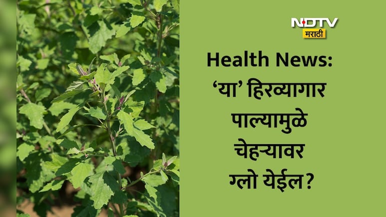 Chakvat Benefits: चाकवत खाल्ल्यास कोणते आजार बरे होतील, पोट पटकन स्वच्छ होईल का; रोज खाऊ शकतो?