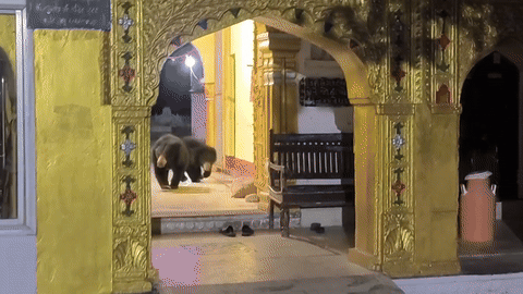 माउंट आबू में रघुनाथजी मंदिर पहुंचे 2 भालू, आरती से पहले मचा हड़कंप