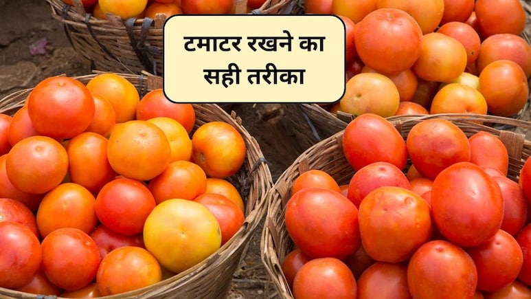 टमाटर को ठंड से कैसे बचाएं? सर्दियों में टमाटर रखने सबसे सेफ तरीका, अधिक समय तक रहेंगे सुरक्षित