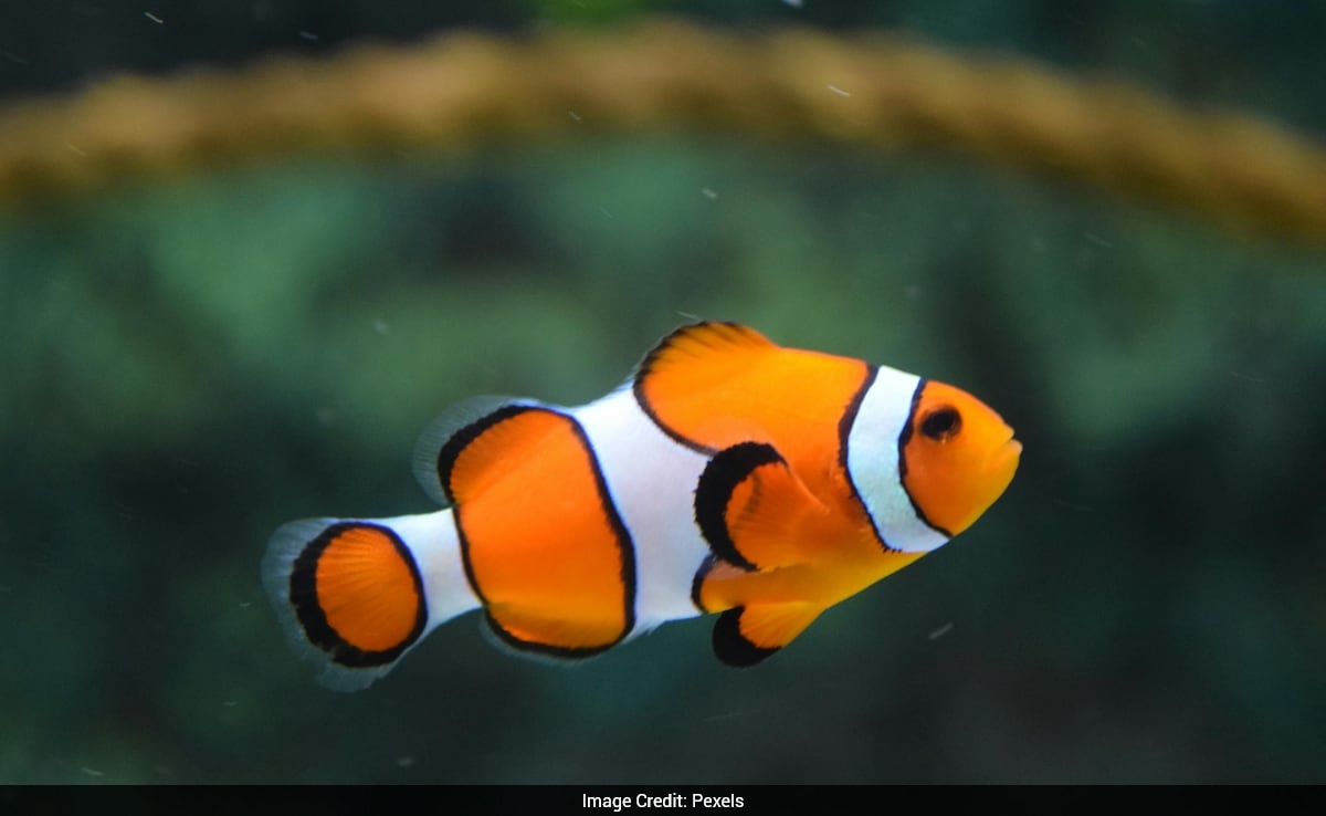 Chinese Owner Feeds Fish 5,000 Kg Chillies Daily So They "Taste Better"