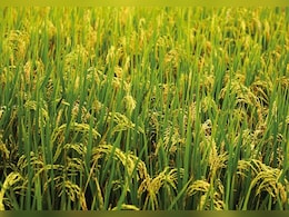 खरीफ की प्रमुख फसलों के उत्पादन में रिकॉर्ड वृद्धि का अनुमान: कृषि मंत्री