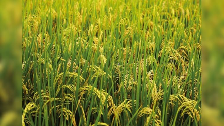 खरीफ की प्रमुख फसलों के उत्पादन में रिकॉर्ड वृद्धि का अनुमान: कृषि मंत्री