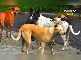 Dog Attack: भटक्या कुत्र्याचा धुमाकूळ! एकाच दिवशी 24 जणांना चावला, परिसरात भीतीचे वातावरण