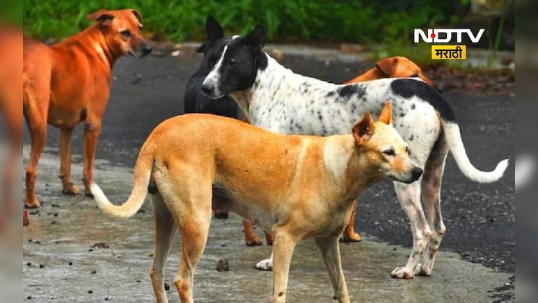Dog Attack: भटक्या कुत्र्याचा धुमाकूळ! एकाच दिवशी 24 जणांना चावला, परिसरात भीतीचे वातावरण