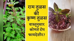 Tulsi Plant Benefits: राम की कृष्ण, घरामध्ये कोणत्या तुळशीचे रोप आणावे? कोणते फायदे मिळतील? वाचा नियम