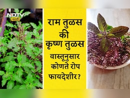 Tulsi Plant Benefits: राम की कृष्ण, घरामध्ये कोणत्या तुळशीचे रोप आणावे? कोणते फायदे मिळतील? वाचा नियम