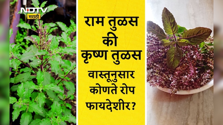 Tulsi Plant Benefits: राम की कृष्ण, घरामध्ये कोणत्या तुळशीचे रोप आणावे? कोणते फायदे मिळतील? वाचा नियम