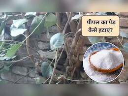 घर में पीपल या बरगद का पेड़ उग जाए तो क्या करें? पेड़ हटाने का ये है आसान तरीका, जड़ से हो जाएगा साफ