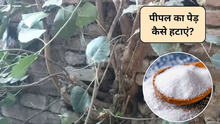 घर में पीपल या बरगद का पेड़ उग जाए तो क्या करें? पेड़ हटाने का ये है आसान तरीका, जड़ से हो जाएगा साफ