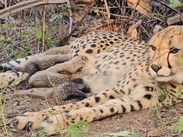 प्रोजेक्‍ट चीता की बड़ी सफलता, भारत में जन्‍मी चीता मुखी ने कुनो में पांच शावकों को दिया जन्‍म