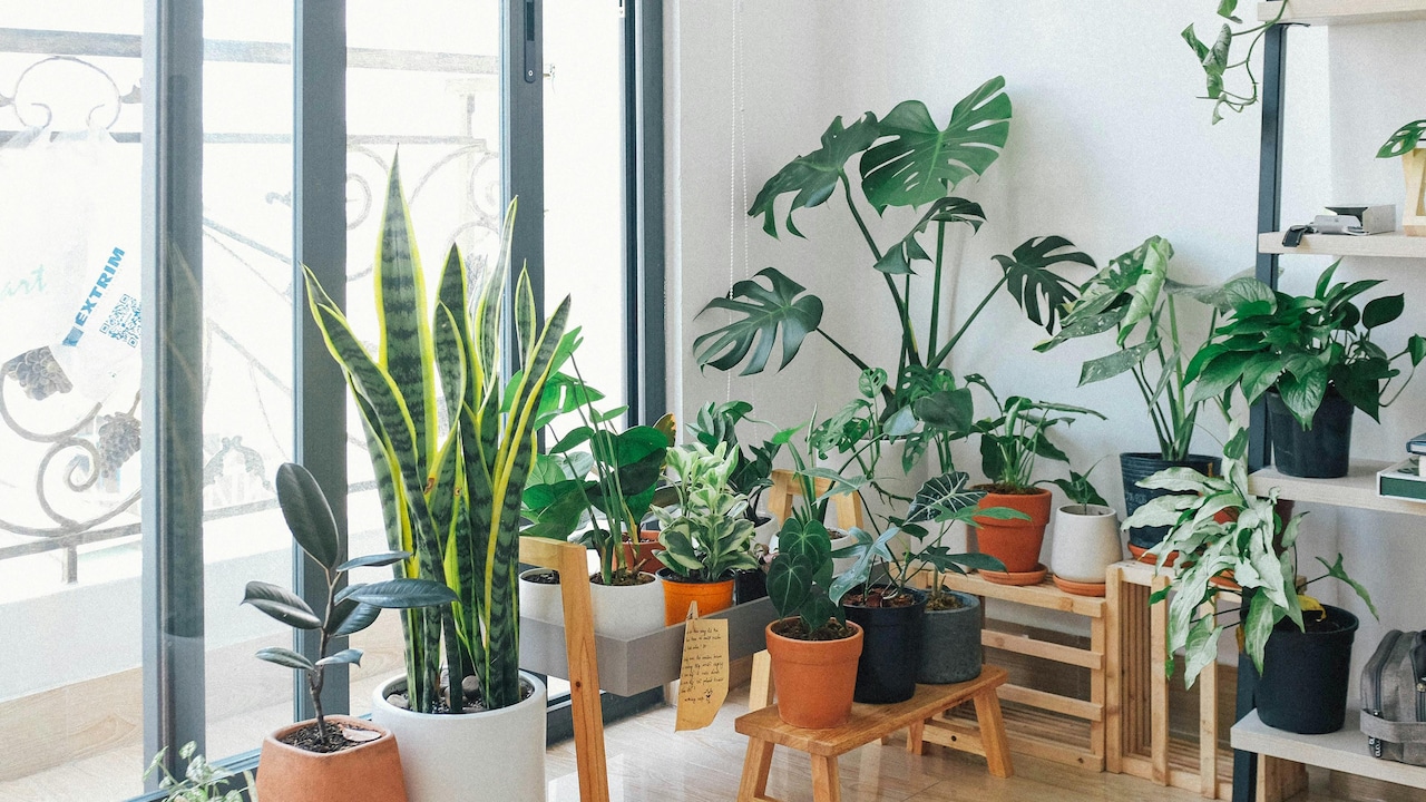 Bring greenery in your home with these live indoor plants from Myntra