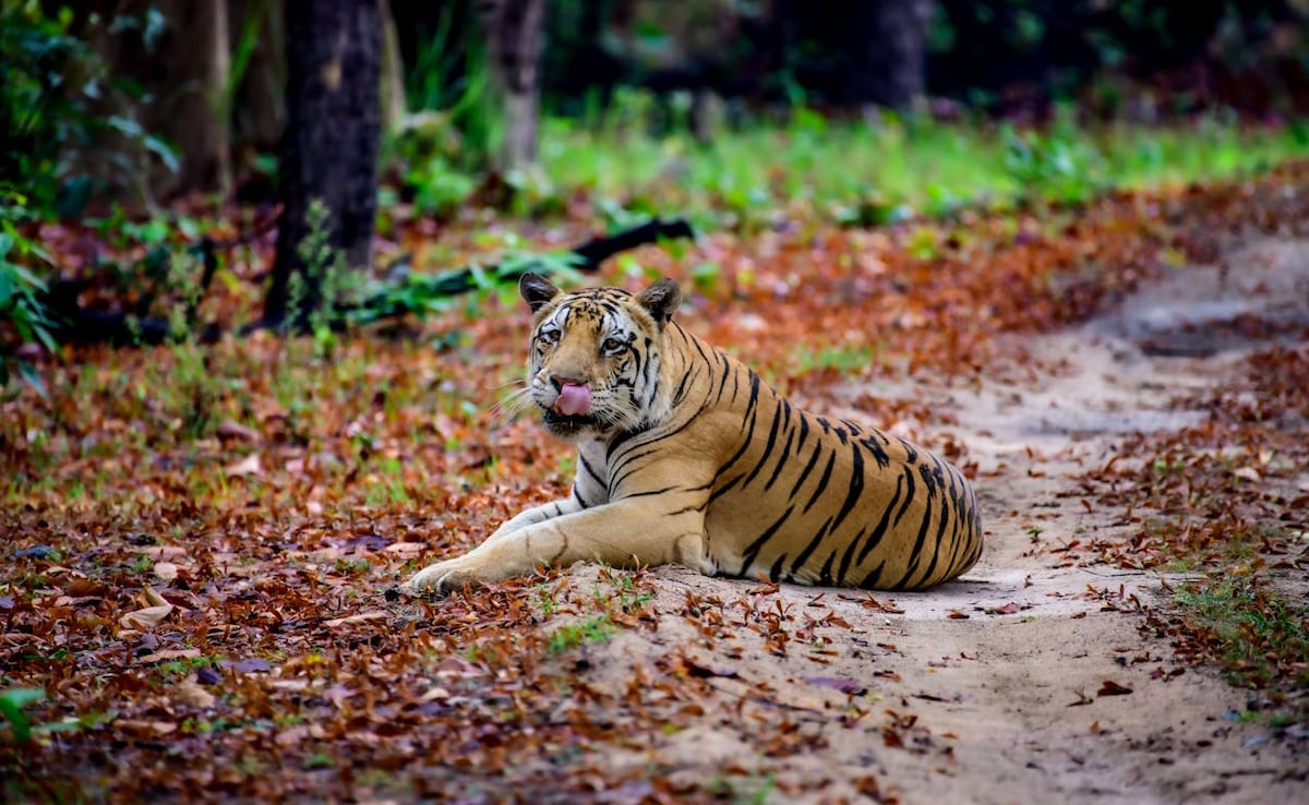 Tiger in Madhya Pradesh