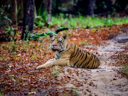 CG News: सूरजपुर के जंगलों में बाघ की संदिग्ध मौत, 3 दिन बाद मिला शव; दांत और नाखून गायब