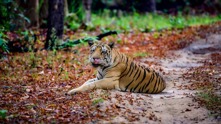 CG News: सूरजपुर के जंगलों में बाघ की संदिग्ध मौत, 3 दिन बाद मिला शव; दांत और नाखून गायब