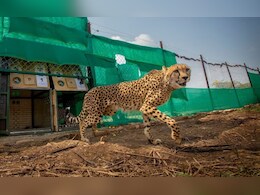 मध्य प्रदेश में चीता प्रोजेक्ट की बड़ी सफलता, कूनो में चीतों की संख्या बढ़कर 32 हुई