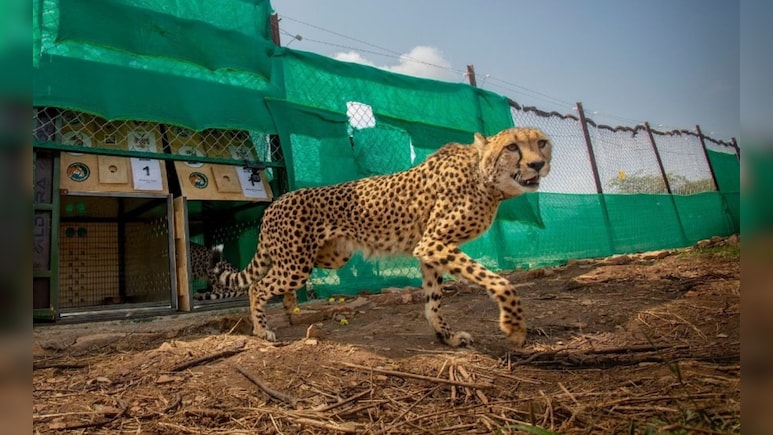 मध्य प्रदेश में चीता प्रोजेक्ट की बड़ी सफलता, कूनो में चीतों की संख्या बढ़कर 32 हुई