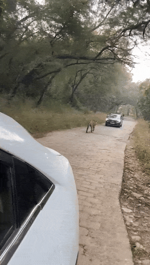 बाघ को आगे बढ़ता देख कुछ लोगों ने गाड़ी बैक करनी शुरू कर दी