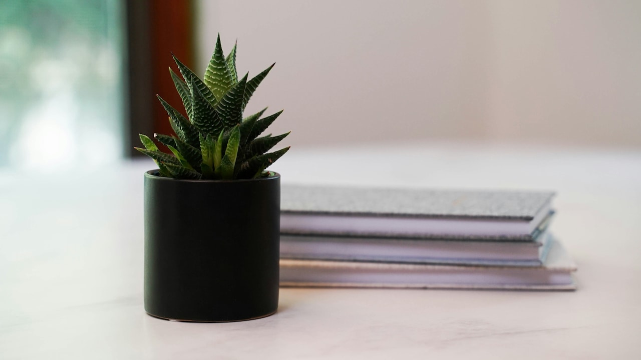 Add a breath of fresh air and calmness to your workspace