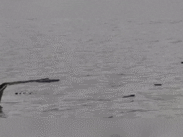 कार्तिक पूर्णिमा स्नान को जा रहे श्रद्धालुओं से भरी नाव सरयू नदी में पलटी, जानिए कैसे बची लोगों की जान