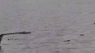 कार्तिक पूर्णिमा स्नान को जा रहे श्रद्धालुओं से भरी नाव सरयू नदी में पलटी, जानिए कैसे बची लोगों की जान