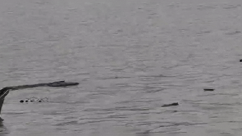 कार्तिक पूर्णिमा स्नान को जा रहे श्रद्धालुओं से भरी नाव सरयू नदी में पलटी, जानिए कैसे बची लोगों की जान