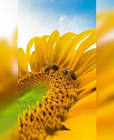 How Flowering Plants Attract Pollinators