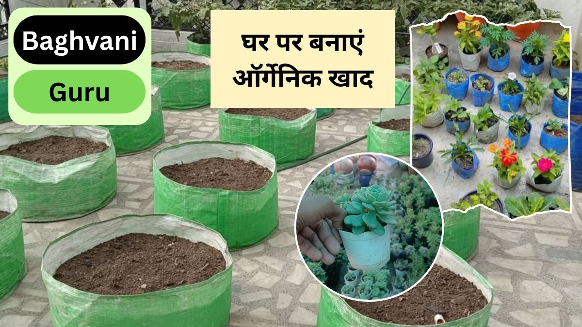 Bagvani Guru: घर पर ऑर्गेनिक खाद कैसे बनाएं? पौधे को कर देगी हरा-भरा, फल-सब्जी के छिलके का इस तरह करें इस्तेमाल