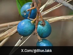 Scientists Reveal The Only Fruit On Earth That Looks Blue Without Any Pigment