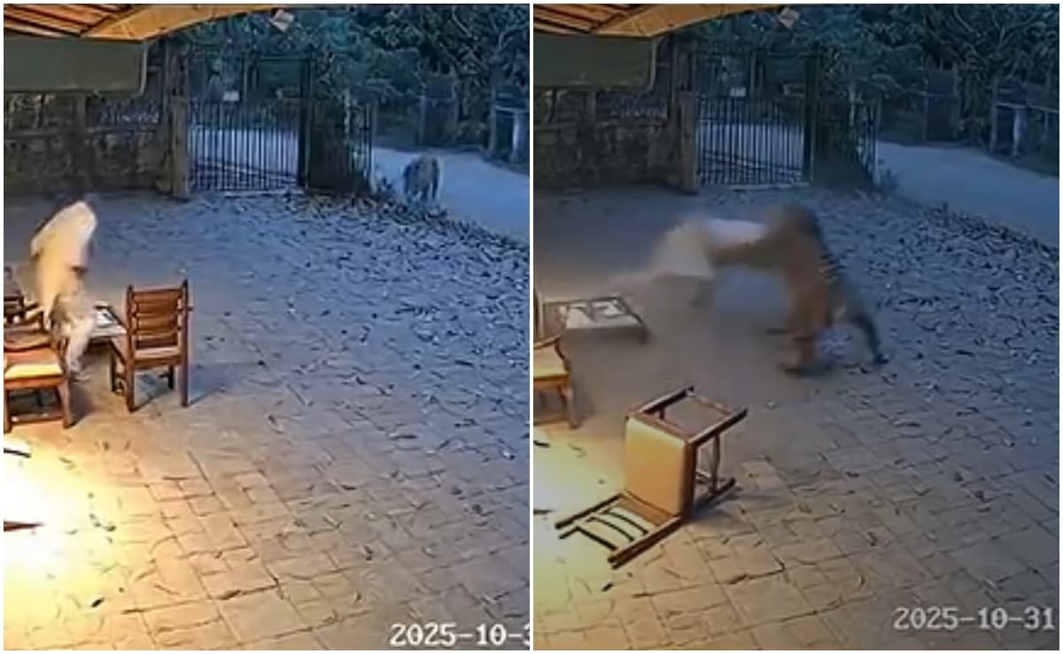 AI निर्मित क्लिप्स पर गुस्‍से में महाराष्ट्र वन विभाग, केस होगा दर्ज, पुलिस ने शेयर करने वालों को भी दी चेतावनी