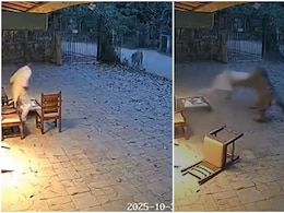 AI निर्मित क्लिप्स पर गुस्‍से में महाराष्ट्र वन विभाग, केस होगा दर्ज, पुलिस ने शेयर करने वालों को भी दी चेतावनी