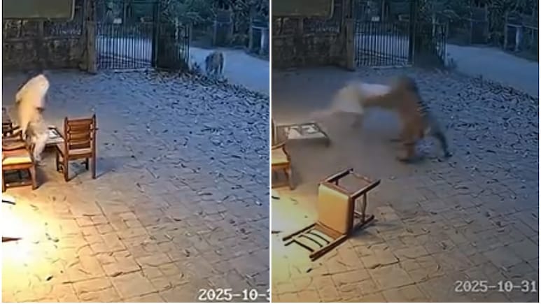 AI निर्मित क्लिप्स पर गुस्‍से में महाराष्ट्र वन विभाग, केस होगा दर्ज, पुलिस ने शेयर करने वालों को भी दी चेतावनी