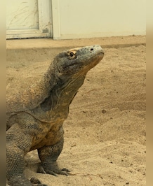 Meet The World's Largest Lizard