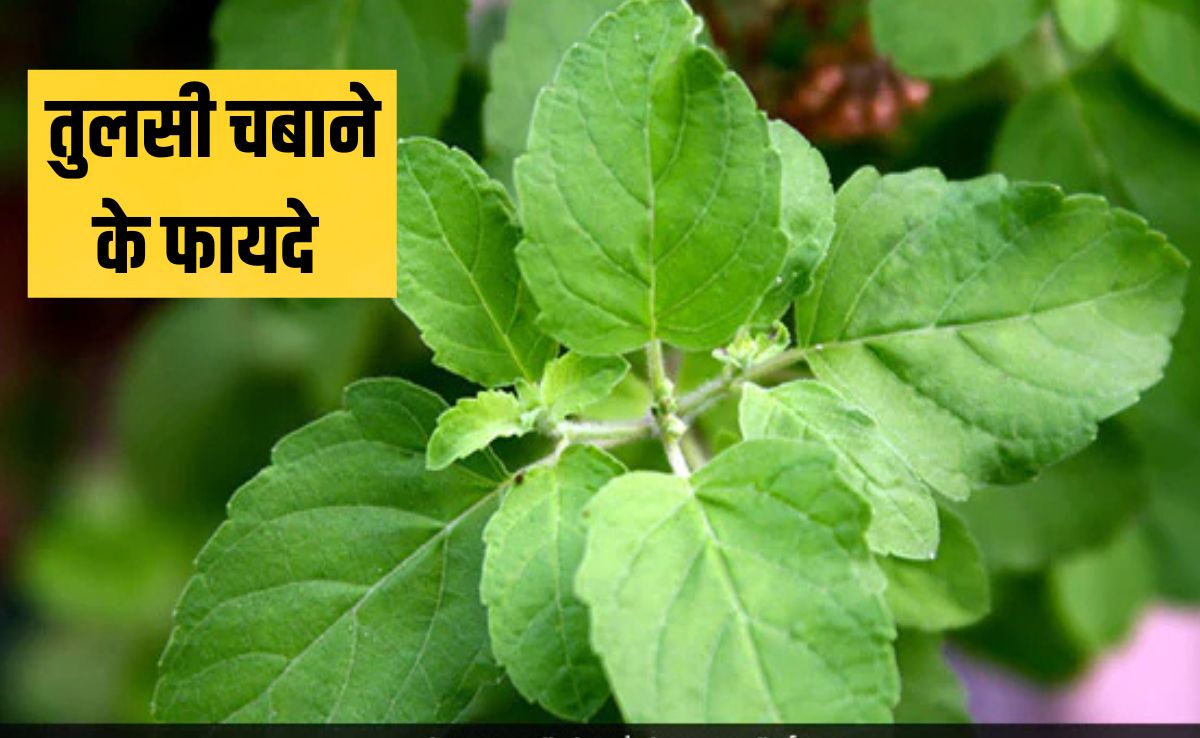 तुलसी से कौन सी बीमारी ठीक होती है? तुलसी किसकी कमी को दूर करती है, जान गए तो रोज चबाना शुरू कर देंगे