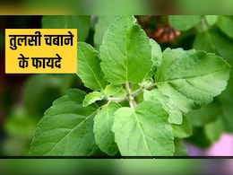 तुलसी से कौन सी बीमारी ठीक होती है? तुलसी किसकी कमी को दूर करती है, जान गए तो रोज चबाना शुरू कर देंगे