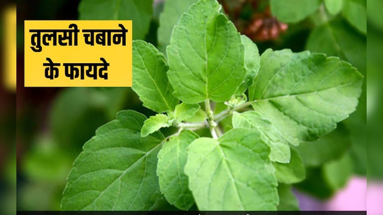 तुलसी से कौन सी बीमारी ठीक होती है? तुलसी किसकी कमी को दूर करती है, जान गए तो रोज चबाना शुरू कर देंगे