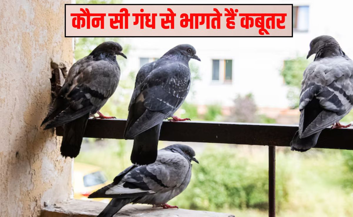 कबूतर सबसे ज्यादा किससे डरते हैं? कौन सी गंध से भागते हैं कबूतर, यह रहा उड़ाने का रामबाण तरीका