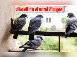 कबूतर सबसे ज्यादा किससे डरते हैं? कौन सी गंध से भागते हैं कबूतर, यह रहा उड़ाने का रामबाण तरीका