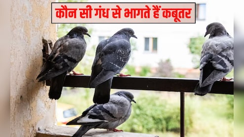 कबूतर सबसे ज्यादा किससे डरते हैं? कौन सी गंध से भागते हैं कबूतर, यह रहा उड़ाने का रामबाण तरीका