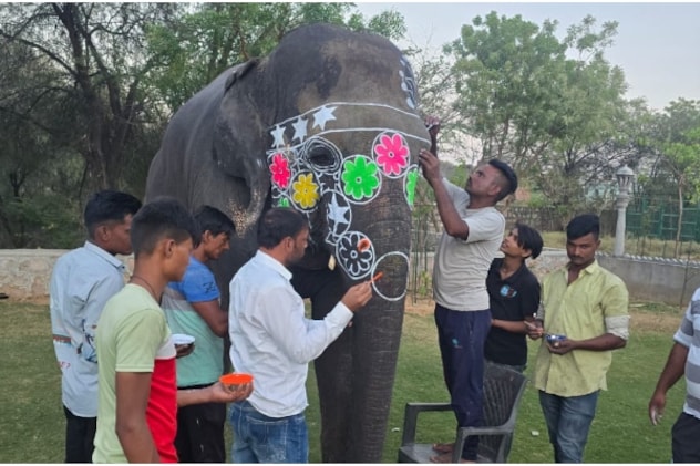 बारात से पहले हाथियों को सजाते हुए हाथी मालिक. बारात से पहले हाथियों को सजाते हुए हाथी मालिक.