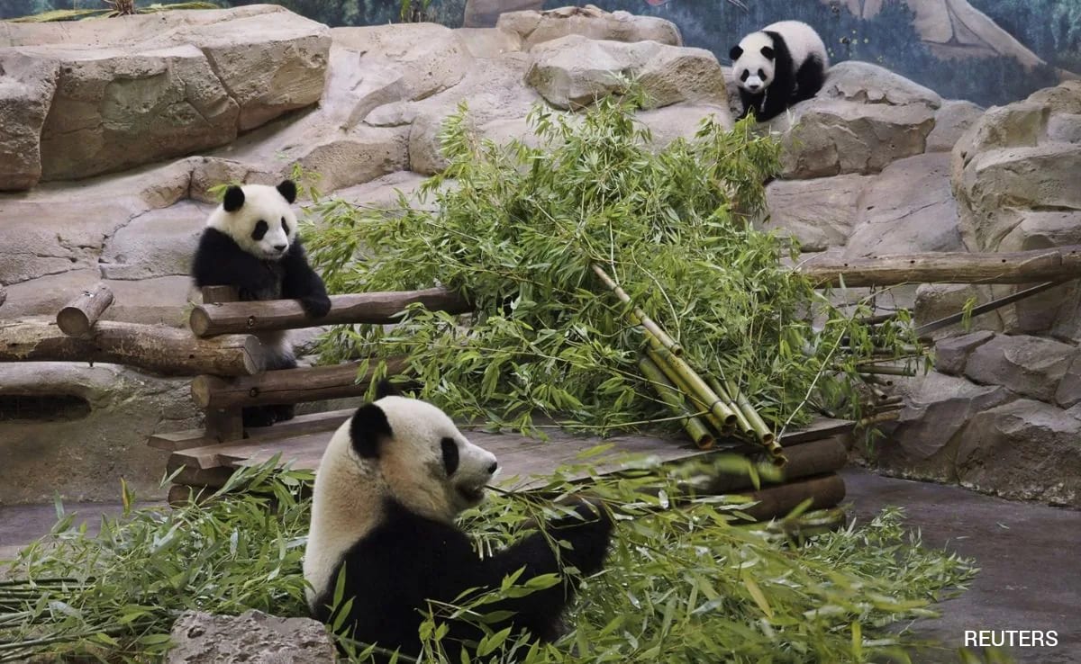 Frankrijk stuurt twee panda’s terug naar China nadat één panda nierfalen heeft